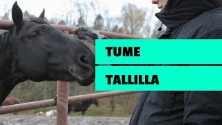 TUME OIKEISSA TÖISSÄ 2 Hevostallilla [upl. by Posehn960]