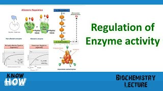 Regulation of enzyme activity [upl. by Pessa]