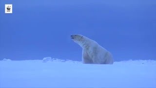 Isbjörnarnas livsmiljö förändras i takt med klimatet [upl. by Asel796]