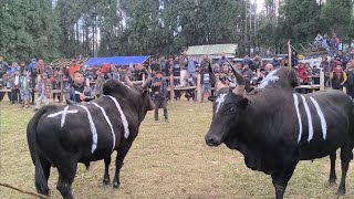 PRING DUNGKHA U KAST NA NONGKYNRIH 🆚 LAIONG SHAINING NA WAHLAKHAW MYNNIN KA SNGI HA MAWMUTHOH [upl. by Eedak444]