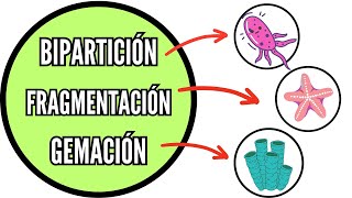 Te explico la 🤷‍♂️ GEMACIÓN ESPORULACIÓN y BIPARTICIÓN Tipos de reproducción asexual biología [upl. by Siloam]