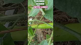 Bottle gourdLagenaria sicerariaclimbers of my terracegarden olericulturehorticulturegardening [upl. by Nedla168]