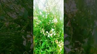 Rocket salad plantsshortsviral shortvideo youtubeshorts shortsyoutube salad rocketplants [upl. by Ened218]