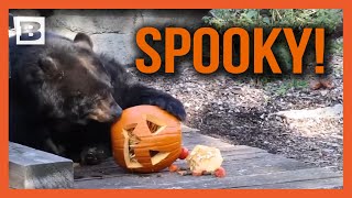 Spooky Animals Play with JackOLanterns at Cleveland Zoo [upl. by Quiteri924]