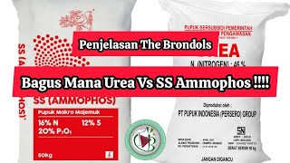 Penjelasan The Brondols Bagus Mana Urea Vs SS Ammophos [upl. by Canada]