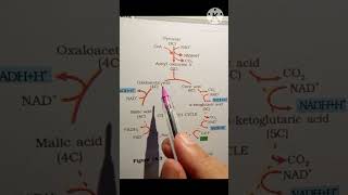 Citric acid cycle  NCERT neet [upl. by Roht]