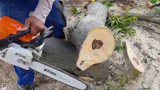 STIHL MS 311 chainsaw [upl. by Renzo485]