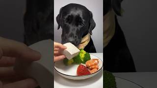 Dog eating cheese 🤤 Dog eating food vegetarian dog  asmr FxcWhiteblack shorts [upl. by Tessil]