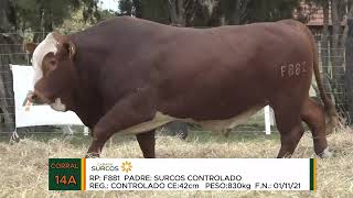 Remate Cabaña Surcos 2024  TOROS  Lote 14 A [upl. by Angid]