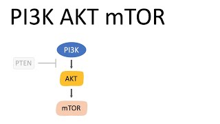 PI3K AKT mTOR Pathway and the effects [upl. by Alac]