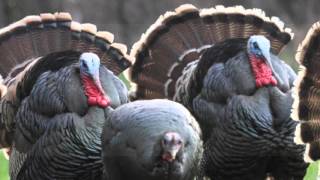 An early spring morning in Kansas wild turkey country [upl. by Bernardi]