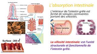 Labsorption Intestinale  3ac [upl. by Mena]