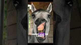 Amazing Horse Facts 🐎  MindBlowing Things You Didnt Know About Horses [upl. by Hedberg815]