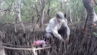 Carbon Sinks in the Ocean [upl. by Levison]