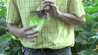 The Different Varieties Of Head Lettuce  Veseys Comparisons [upl. by Africah]