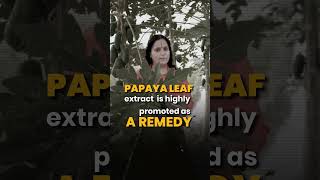 Papaya Leaf juice For Dengue [upl. by Jehiah321]