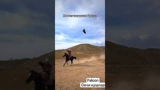 berkut birds burgutlar animals falcon nature lochin birdslover funny automobileорёлохота [upl. by Trella]