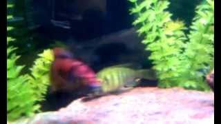 Kyoga flameback Cichlid spawning [upl. by Andy]