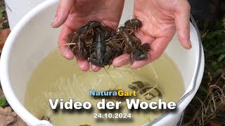 Video der Woche 24102024 [upl. by Heilner780]