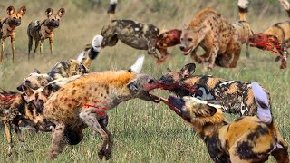 Unbelievable Fight Between Wild Dogs And Hyenas  Scary Moment When Hyena Get Injured By Wild Dogs [upl. by Eynenihc330]