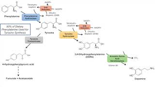 Catecholamine Biosynthesis Pathway [upl. by Aila528]