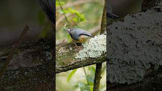 The beautiful but elusive Nuthatch Sitta europaea birds [upl. by Marquita]