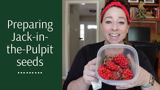 How to Prepare and Clean JackinthePulpit Seeds for Winter Sowing and Spring Seedlings [upl. by Oreste]