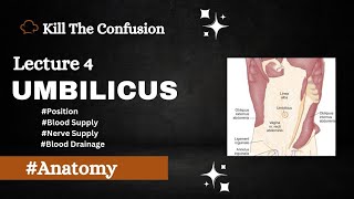 Umbilicus Anatomy  Position  Blood Supply  Nerve Supply  Blood Drainage  Anatomy  KTC [upl. by Eintirb]