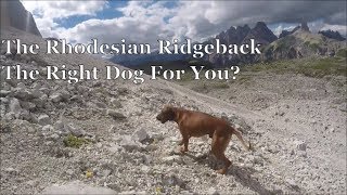 The Rhodesian Ridgeback  The Right Dog For You [upl. by Dobb383]