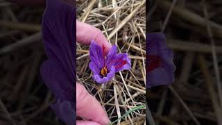 Growing Saffron  Crocus sativus garden saffron [upl. by Nnaitsirhc]