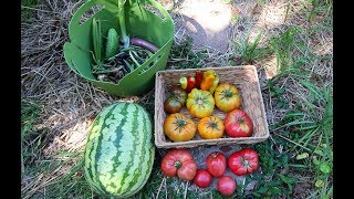 Vegetable Garden Harvest Tomatoes Watermelon Peppers and More [upl. by Ecissej]