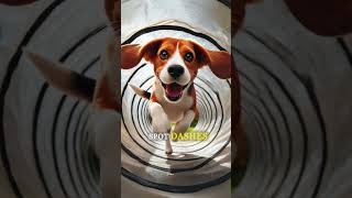 The Amazing Obstacle Course Challenge  Cat Dog amp Puppy Showdown 🏆  funny cutedog puppy [upl. by Joed267]