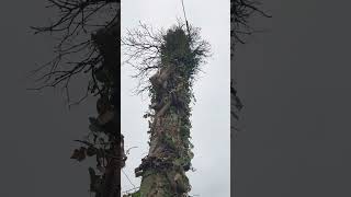 Arbre enroulé sur un poteau électrique [upl. by Roseline]