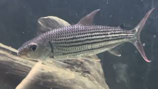 Vitatus African tiger fish 7 inch rivermonster [upl. by Piers]