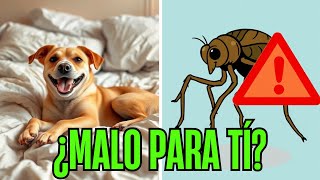 Dirofilaria y Disciplina ¿Porqué NO DORMIR CON TU PERRO [upl. by Favien]