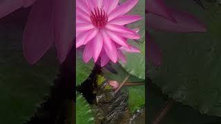 So wonderful Nymphaea rouba flower subscribe viralshort youtubeshorts [upl. by Airetahs]