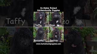 Goldendoodle Puppies httpswwwhomemadepuppiescombreedsgoldendoodle goldendoodlepuppy puppy [upl. by Gmur]