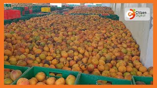 Makueni County to hold first ever mango conference to address challenges facing farmers [upl. by Zeus]