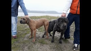 PRESA CANARIO AND CANE CORSO  MEET [upl. by Hance]