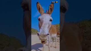 Ap ny nai dekha to kuch ni dekhafunny funnycomedy fun funnyvideo comedy [upl. by Maibach66]