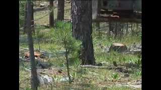 Logs to Lumber  The Sawmill in Action [upl. by Rebe533]