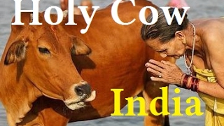 Indian Holy Cows How Indian Hindu kill Holy Cows for Export [upl. by Nellahs]