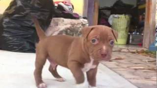 Angry Pitbull Puppy [upl. by Raji695]