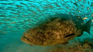 Goliath Grouper Yes they are bigger than me [upl. by Polash]