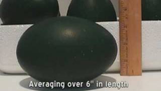 Emu Egg Facts Size and Weight [upl. by Ias]