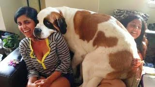 The Big Dog Thinks Hes a Lap Dog 🤣 Funny Dog Video [upl. by Ahkeber52]