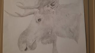 Moose Drawing all deer PT 7 [upl. by Reynolds]