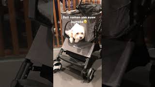 Bagong miyembro ng pamilya☺️❤️highlights petlover shortvideo [upl. by Ronal40]