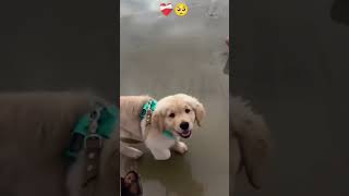 Bhola bhala emotional animal dog doglover cute puppy love funny hareram [upl. by Eiramaliehs]