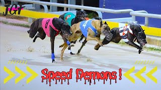 Speed Demons Watch These Greyhounds Blaze the Track [upl. by Asiuqram]